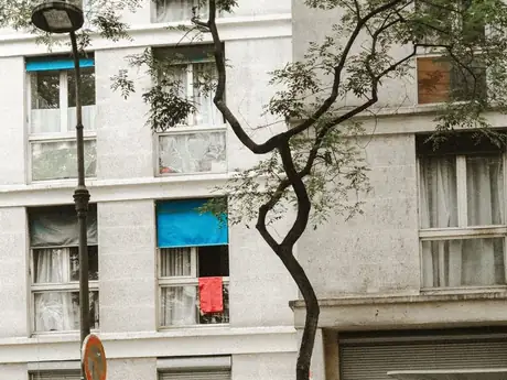 Une rue de Paris et son arbre isolé.